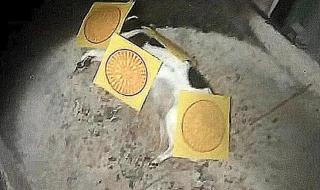 老人火化狗狗满眼泪水 老人火化狗狗满眼泪水